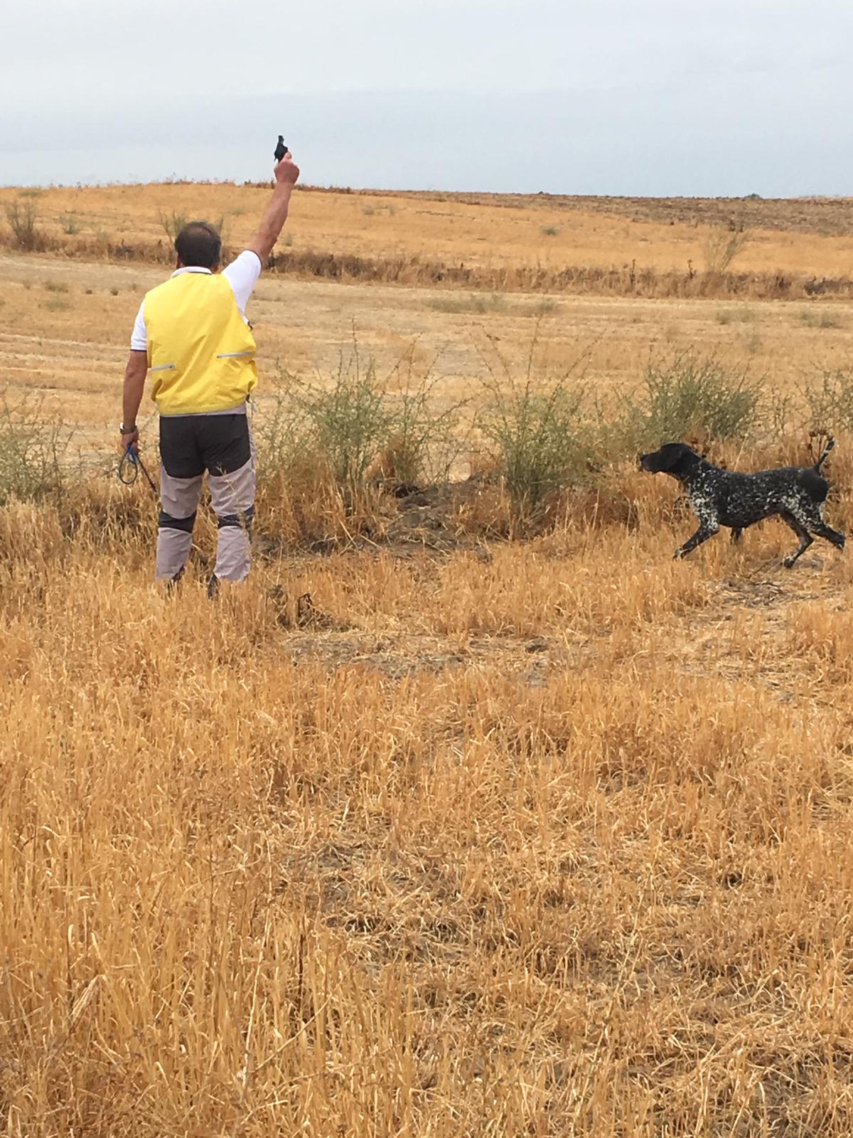 "Jenio de Iztingorri", en británicos, y "Kiko de Osan de Sira", en continentales, nuevos campeones de España de Caza Práctica